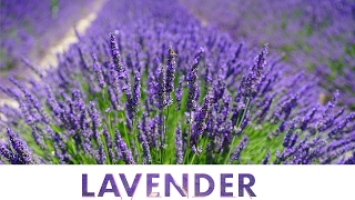 Lavandula Angustifolia 💜 Lavender Flowers amp Fields  Flower 17 [upl. by Anaer]