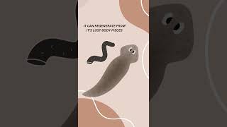 Planarian Worm naturefacts Planarianwormshortsviral [upl. by Leaw915]