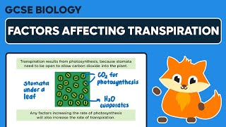 Factors Affecting Transpiration  GCSE Biology [upl. by Rowan]