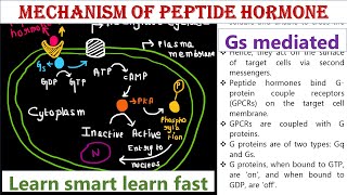 Mechanism of peptide hormone  Gs mediated action [upl. by Forland]