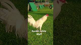 Gcgf game farm white muffshortvideo chickenfarm shortviral roosters [upl. by Flosser]