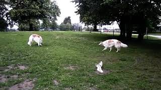 Tetris the borzoi [upl. by Gosney]