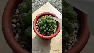 Haworthia Cooperi Variegata🥰 haworthia euphorbia desertplants haworthialovers cactusmania [upl. by Esele129]