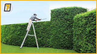 ⚡ OVERGROWN Hedges Are Cut Like CHEESE  Satisfying Hedge Trimming  Lawn Care amp Grass Cutting [upl. by Neibaf578]