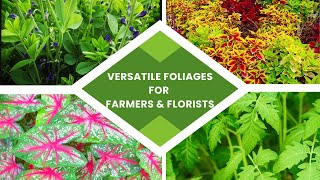 Versatile Foliages for Flower Farmers and Florists [upl. by Coreen938]