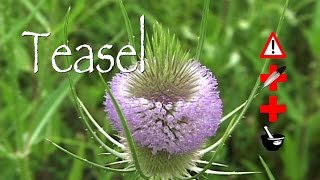 Teasel Medicinal Cautions amp Other Uses [upl. by Winshell]