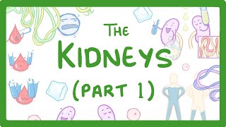 Biology  How the Kidneys Work  Kidneys Part 13 27 [upl. by Whiffen]