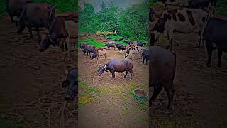 Make Money with Cows  Easy Passive Income Livestock Farming Guide shorts shortsfeed [upl. by Halak]