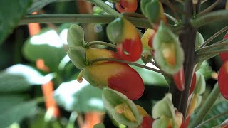 Growing Impatiens Flowers and Cuttings [upl. by Isidro746]