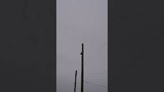 Canada geese flying over The Ferry Tavern Inn Penketh [upl. by Inaoj]