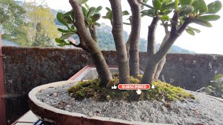 Jade Bonsai Clump Style An Island view [upl. by Hakkeber884]