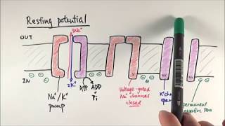 A2 Biology  Resting potential and action potential OCR A Chapter 134 [upl. by Ahsirtak]