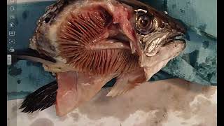 Fish Gill Dissection  A Level Biology Required Practical [upl. by Dnomde]