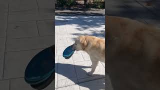 How many frisbees do you need labrador [upl. by Rambert]