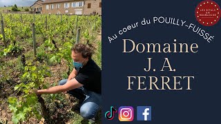 Au coeur du POUILLYFUISSÉ  Domaine J A FERRET [upl. by Addie]