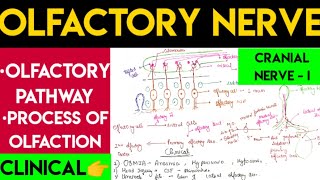 Olfactory nerve  olfactory pathway [upl. by Otreblif98]