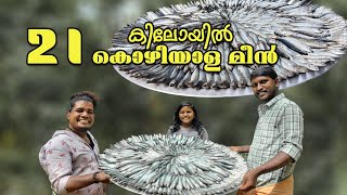 21 കിലോയിൽ കൊഴിയാള മീൻ  Kozhiyala Fish curry Malayalam Recipe [upl. by Harobed58]