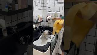 Surviving this kung fu cat’s first grooming experience [upl. by Aicatsana467]