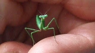 Baby Praying Mantis Eats Huge Crane Fly [upl. by Lleznov]