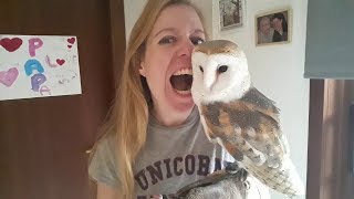 THE FUNNIEST PET OWL MOMENTS Im such an abusive owl mother [upl. by Enohpesrep]