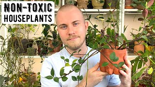 NonToxic Houseplants For Pet Owners [upl. by Greenman]