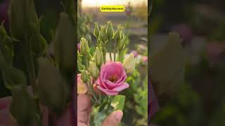 Surprise Lisianthus ke Phool beautifulflowers [upl. by Jada]