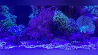 Aquaone Reefsys 180 7724 [upl. by Bovill]