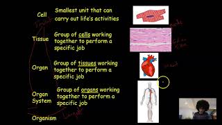 Principles of Organisation  AQA GCSE Biology 421 [upl. by Elleon]