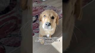 Little sass here and there never hurt no one😅 dogmemes dogshorts cutedog goldenretriever [upl. by Balac200]