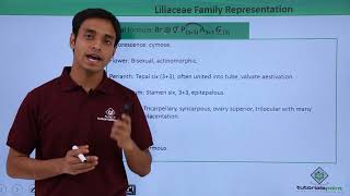 Class 11th – Floral Formula – Liliaceae Family Representation  Tutorials Point [upl. by Aset441]