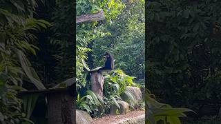 Buffcheeked Gibbon  Singapore Zoo Singapore [upl. by Esorbma283]