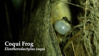 Coqui Frogs Calling in Puerto Rico [upl. by Clint715]