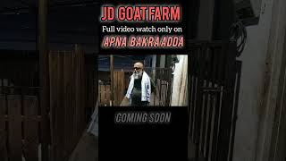 JD goat farm Padgah full video coming soon  jdgoatfarm apnabakraadda padgahgoatfarm [upl. by Hartill]