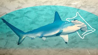 DEMYSTIFIED Do Sharks Sleep  Encyclopaedia Britannica [upl. by Dimitris662]