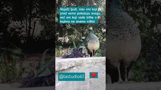 Najači ljudi nisu oni koji pred vama pokazuju snagu🍀citati citation citations shortvideo [upl. by Aicilf]