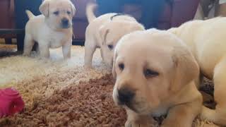 one month old labrador puppies [upl. by Salomi]