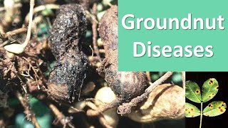 How to manage Diseases of Groundnut Arachis hypogaea [upl. by Kalindi]