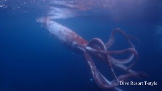 Japan divers capture rare footage of live giant squid  AFP [upl. by Twelve325]