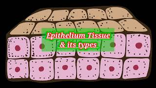 Ciliated Epithelium under Microscopecolumnar cell lab cls histology anatomy epithelialtissue [upl. by Judas]