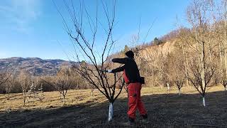 Recorectare și coborâre coroana prun 🫐 [upl. by Aelam]