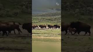 Cunning Grizzly Seizes Opportunity to Hunt Straggling Bison Calf from Fleeing Herd [upl. by Travax934]