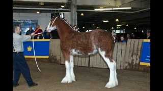 Ontario Clydesdales [upl. by Agretha]