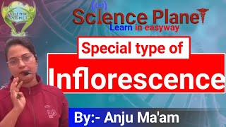 Hypanthodiumverticillastercyathium Special type of inflorescence by Anju maam [upl. by Faust]