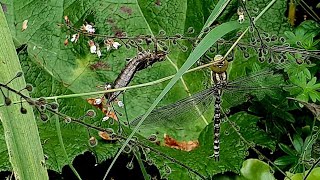 The Fascinating Life of Dragonflies and their Nymphs [upl. by Solohcin]