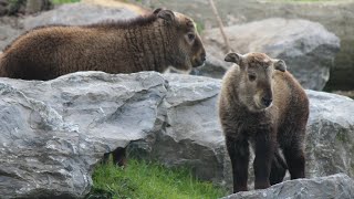 Takin doré bébes  Gouden takin kalfjes  Golden Taking Calves  Pairi Daiza 2019 [upl. by Volpe]