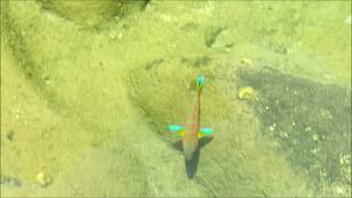 Male Christmas Wrasse fish Kauai [upl. by Oyr]