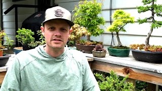 My Bonsai Soil Recipe [upl. by Ladd]