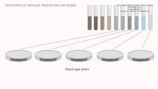 Isolation of amylase producing microbes [upl. by Jeffy560]