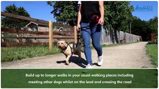 Non Pull Training Your Dog With The Company of Animals Non Pull Harness [upl. by Mathias]