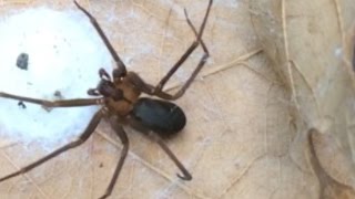 How to ID a Brown Recluse Spider  identify a fiddleback or violin arachnid [upl. by Cutcheon13]